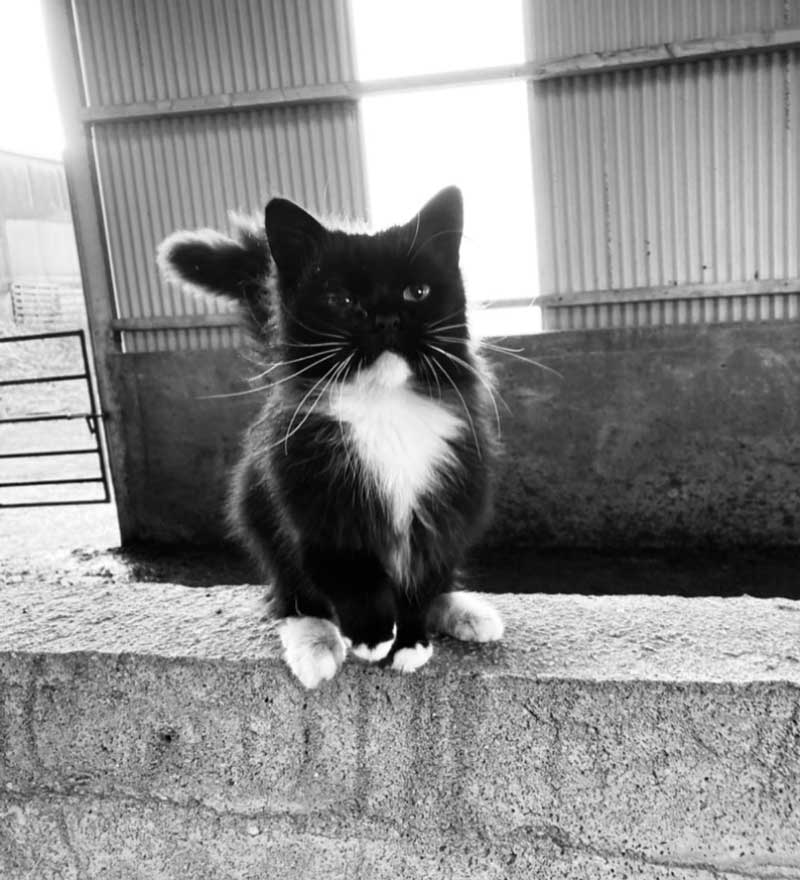 slaney-vets-baltinglass-1