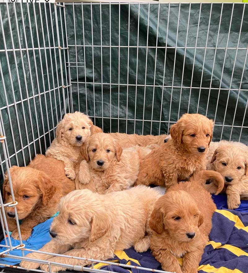 slaney-vets-baltinglass-2